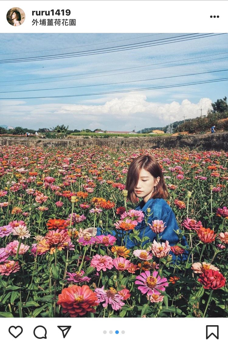 台中外埔薑荷花園,自然的花景怎麼拍怎麼美! 圖:翻攝自instagram ruru1419/開放權限 台中外埔薑荷花園,自然的花景怎麼拍怎麼美! 圖:翻攝自instagram ruru1419/開放權限