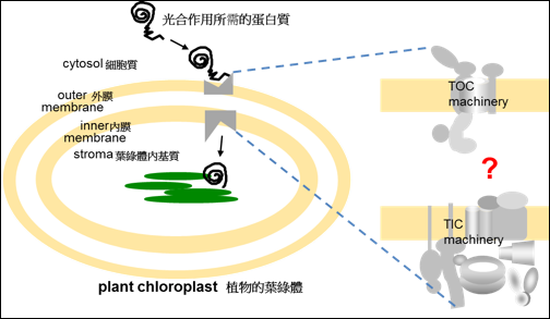 光合作用所需的蛋白質藉由葉綠體膜上的外膜(TOC)和內膜(TIC)機組運輸進入葉綠體,但這兩套機組如何連接,一直未知。 圖:中研院/提供 光合作用所需的蛋白質藉由葉綠體膜上的外膜(TOC)和內膜(TIC)機組運輸進入葉綠體,但這兩套機組如何連接,一直未知。 圖:中研院/提供