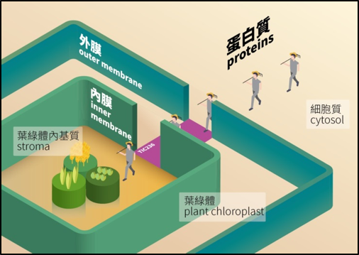 李秀敏圑隊的研究結果顯示「TIC236」提供了蛋白質穿越葉綠體雙膜的聯結橋樑。 圖:中研院/提供 李秀敏圑隊的研究結果顯示「TIC236」提供了蛋白質穿越葉綠體雙膜的聯結橋樑。 圖:中研院/提供