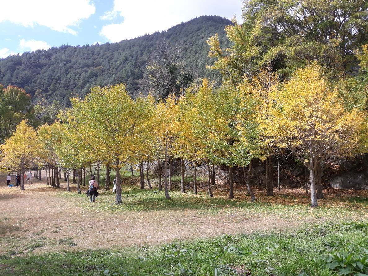 武陵農場內的銀杏林,位於桃花莊後方。 圖:截自武陵農場臉書 武陵農場內的銀杏林,位於桃花莊後方。 圖:截自武陵農場臉書