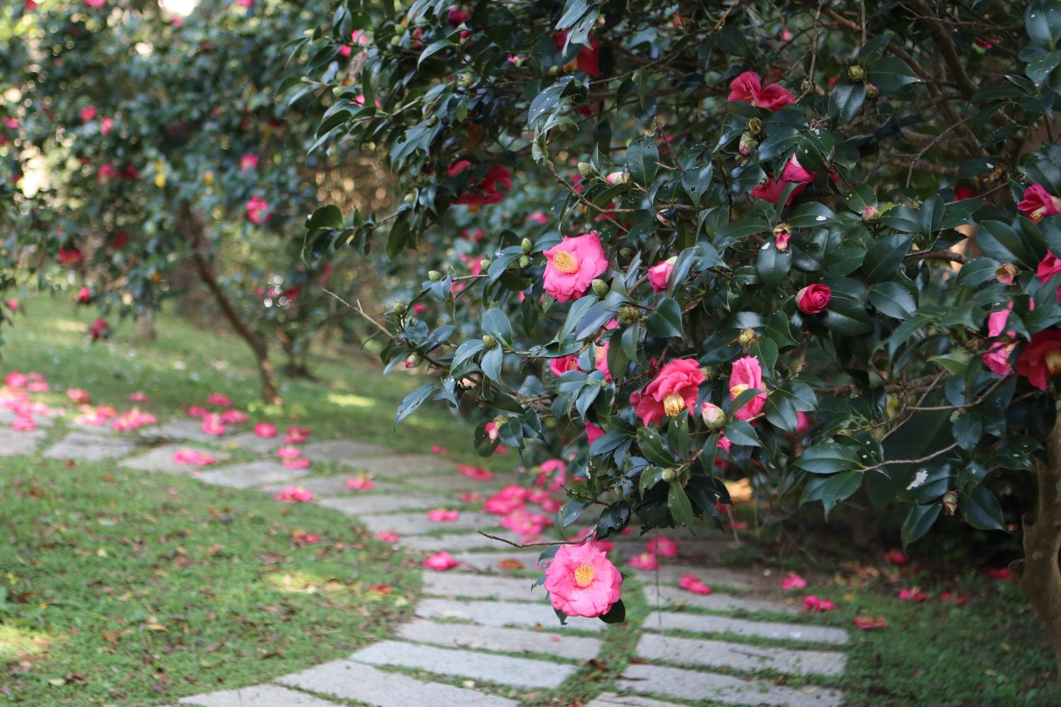 花卉中心已經可以看到美麗的茶花盛開。 圖:台北市工務局公園處/提供 花卉中心已經可以看到美麗的茶花盛開。 圖:台北市工務局公園處/提供