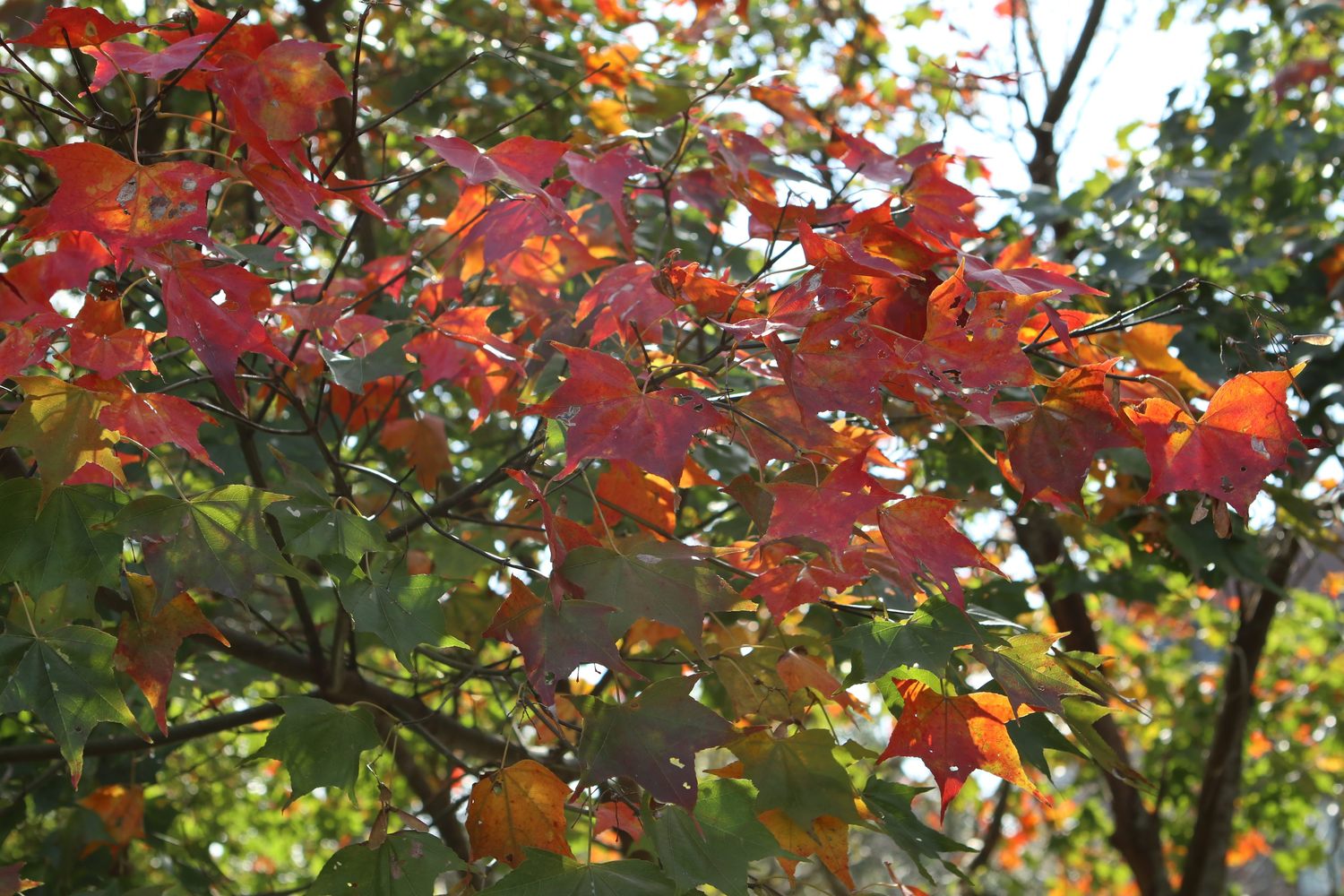 陽明山上的楓葉,目前已漸漸轉紅中。 圖:台北市工務局公園處/提供 陽明山上的楓葉,目前已漸漸轉紅中。 圖:台北市工務局公園處/提供
