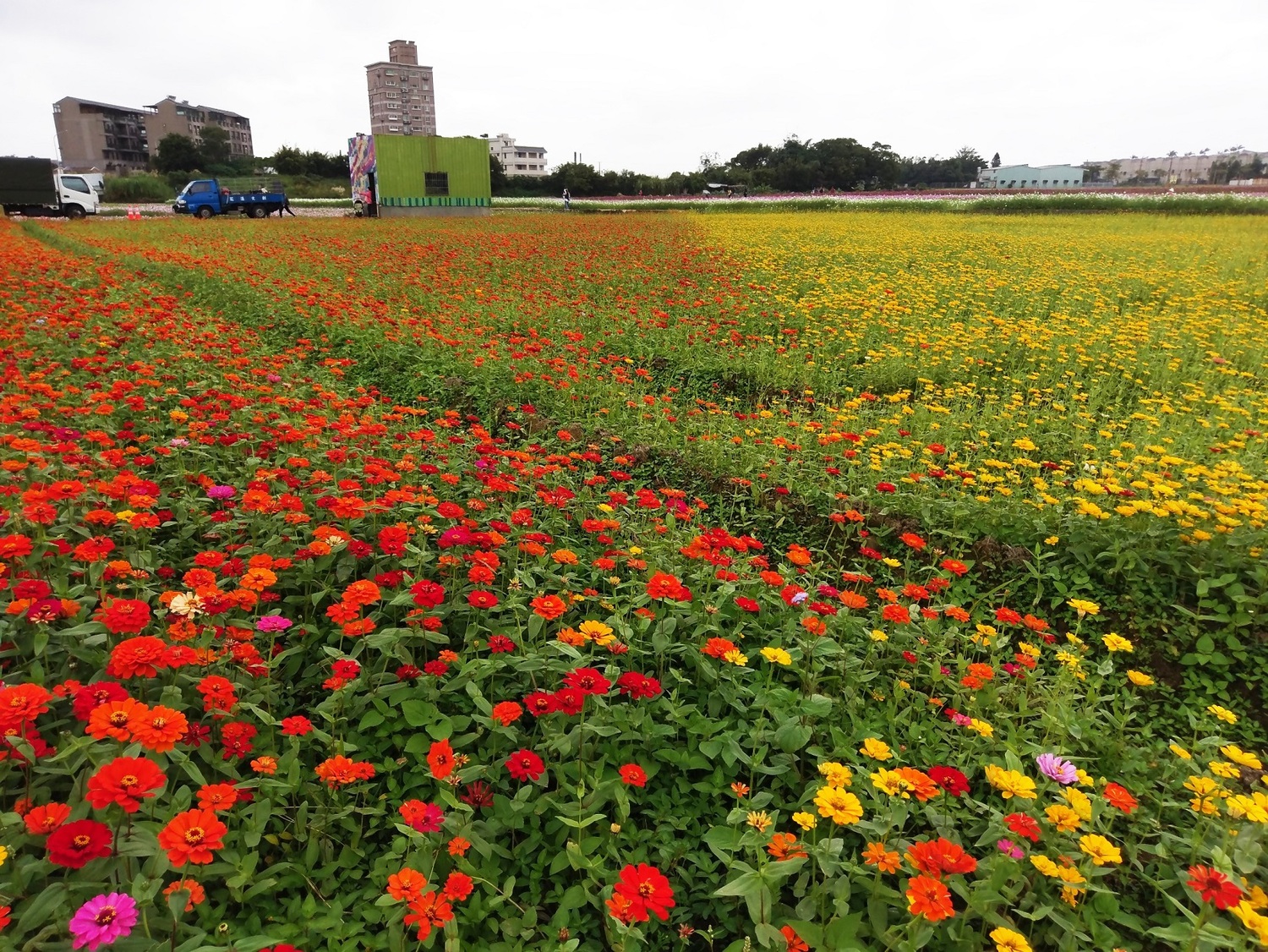 中壢花田規劃以幾何圖形呈現,包括大波斯菊、百日草、萬壽菊、向日葵、黃波斯等,放眼望去像是一張美麗的彩色花布。 圖:桃園市政府/提供 中壢花田規劃以幾何圖形呈現,包括大波斯菊、百日草、萬壽菊、向日葵、黃波斯等,放眼望去像是一張美麗的彩色花布。 圖:桃園市政府/提供