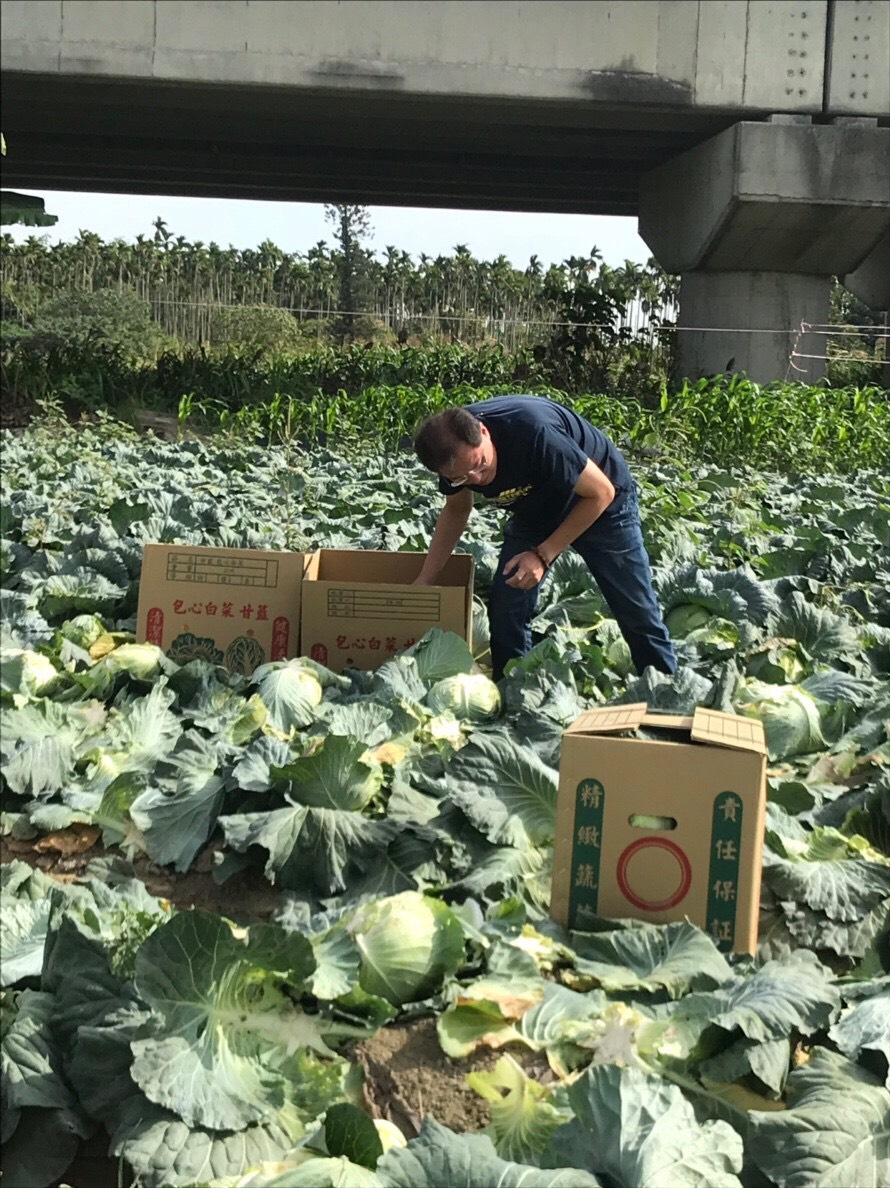 吳芳銘親自揀挑優良高麗菜裝箱。 圖:吳芳銘/提供 吳芳銘親自揀挑優良高麗菜裝箱。 圖:吳芳銘/提供