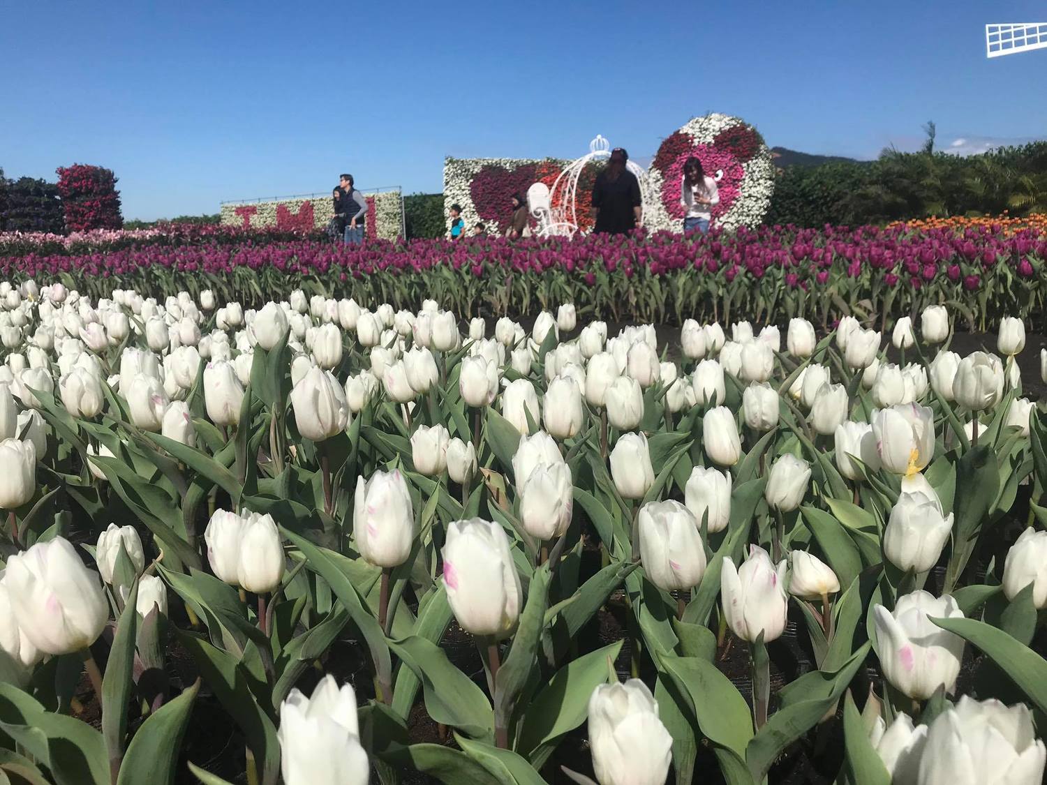 台中中社觀光花市的白色鬱金香花海。 圖:截自台中中社觀光花市臉書 台中中社觀光花市的白色鬱金香花海。 圖:截自台中中社觀光花市臉書