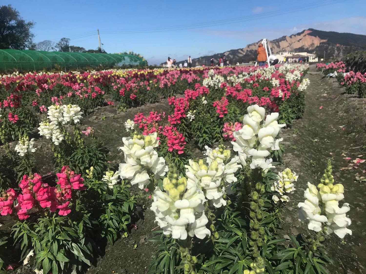 台中中社觀光花市的金魚草花海。 圖:截自台中中社觀光花市臉書 台中中社觀光花市的金魚草花海。 圖:截自台中中社觀光花市臉書
