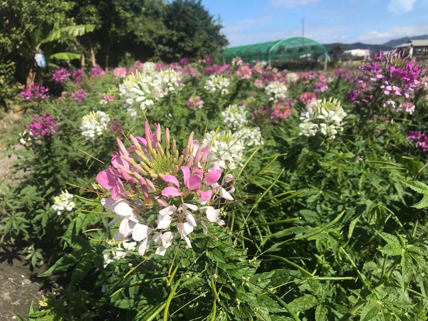 台中中社觀光花市內種植的「醉蝶花」。 圖:截自台中中社觀光花市臉書 台中中社觀光花市內種植的「醉蝶花」。 圖:截自台中中社觀光花市臉書