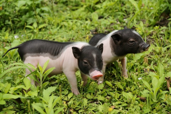台北市立動物園於1月舉辦4梯次的「豬事大吉-豬年生肖營」,圖為麝香豬。 圖:台北市立動物園/提供 台北市立動物園於1月舉辦4梯次的「豬事大吉-豬年生肖營」,圖為麝香豬。 圖:台北市立動物園/提供