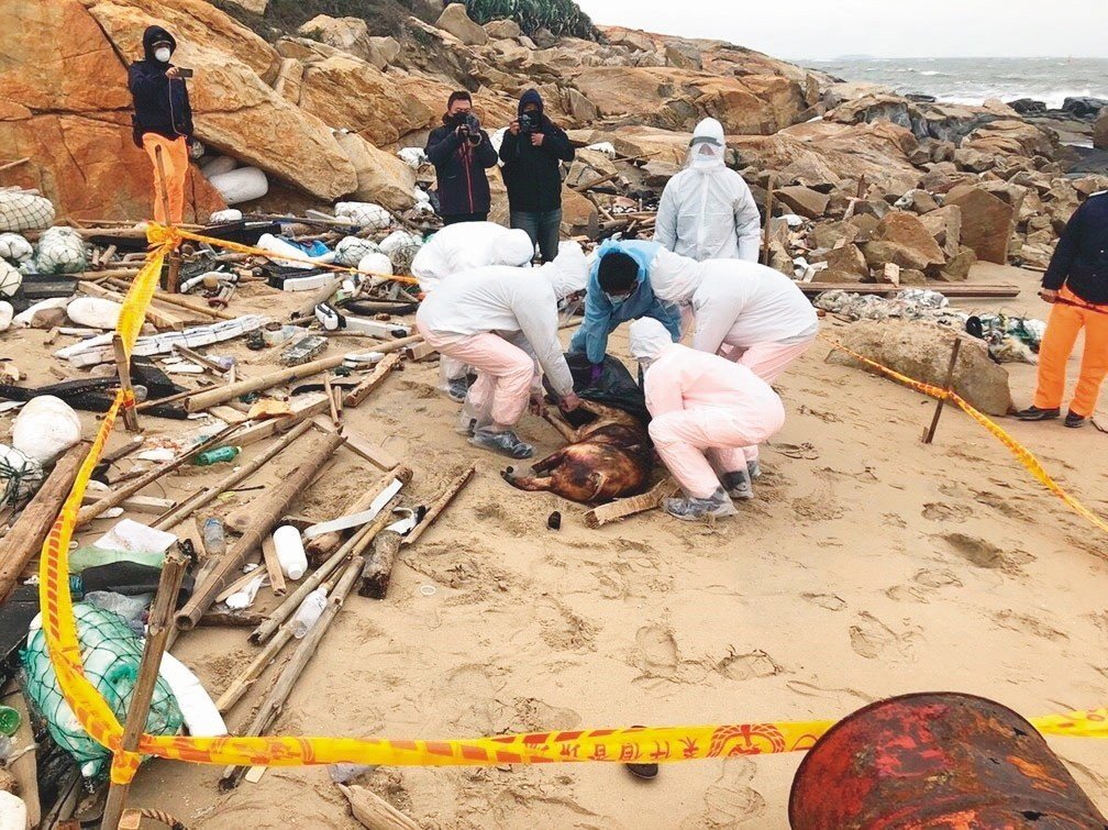 台灣近來頻繁發現海漂死豬。 圖:金門岸巡總隊/提供(資料照片) 台灣近來頻繁發現海漂死豬。 圖:金門岸巡總隊/提供(資料照片)