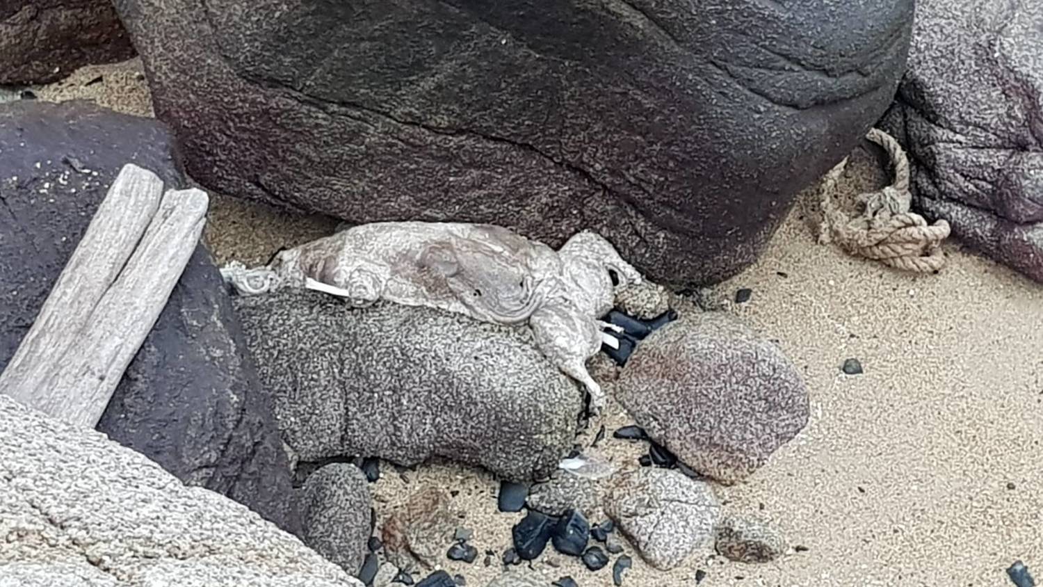 今(4)於金門小坵嶼又發現有漂流豬屍。 圖:金門縣動植物防疫所/提供 今(4)於金門小坵嶼又發現有漂流豬屍。 圖:金門縣動植物防疫所/提供