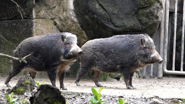 台灣野豬「山茶」、「山櫻」。 圖:台北市立動物園/提供 台灣野豬「山茶」、「山櫻」。 圖:台北市立動物園/提供