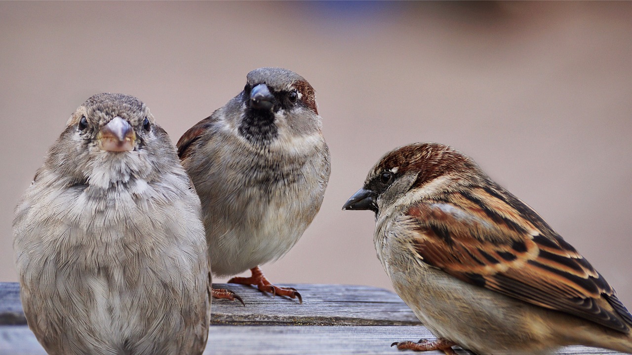 廣東話被戲稱為「鳥語」,原因讓人又好氣又好笑。 圖 / 翻攝自Pixabay 廣東話被戲稱為「鳥語」,原因讓人又好氣又好笑。 圖 / 翻攝自Pixabay