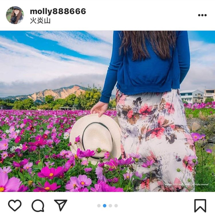 位於台中后里區的波斯花海秘境,不管怎麼拍都好看。 圖:翻攝自instagram molly888666/開放權限 位於台中后里區的波斯花海秘境,不管怎麼拍都好看。 圖:翻攝自instagram molly888666/開放權限