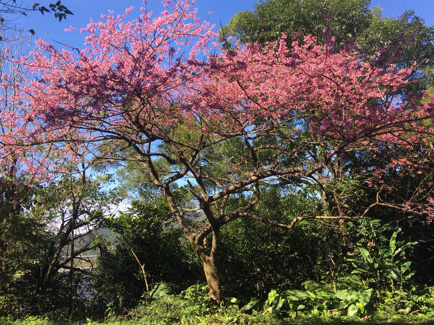 107石碇區櫻花盛開的美景。
圖:新北市景觀處/提供 107石碇區櫻花盛開的美景。
圖:新北市景觀處/提供