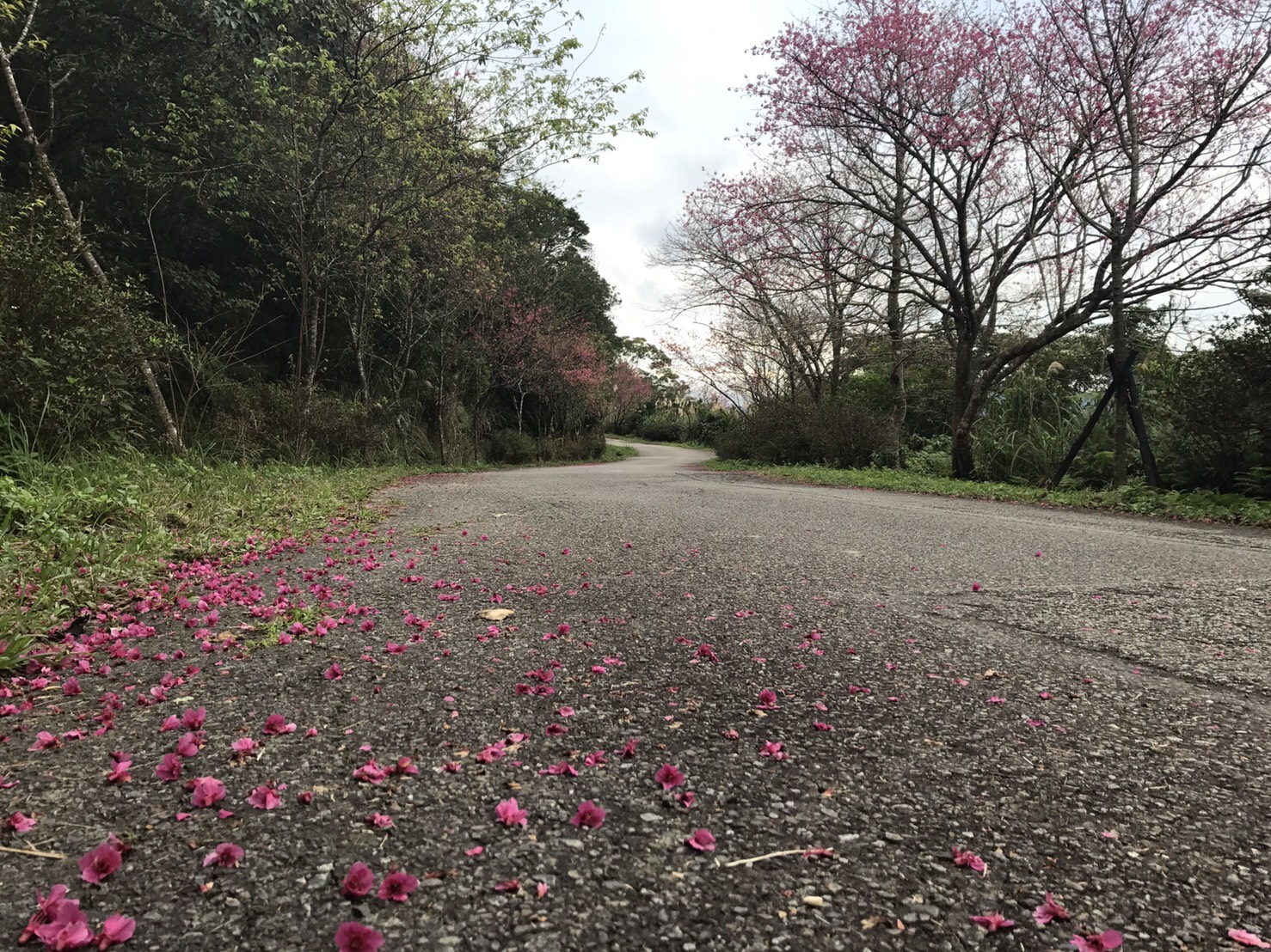 石碇二格步道去年櫻花開的盛況。
圖:新北市景觀處/提供 石碇二格步道去年櫻花開的盛況。
圖:新北市景觀處/提供