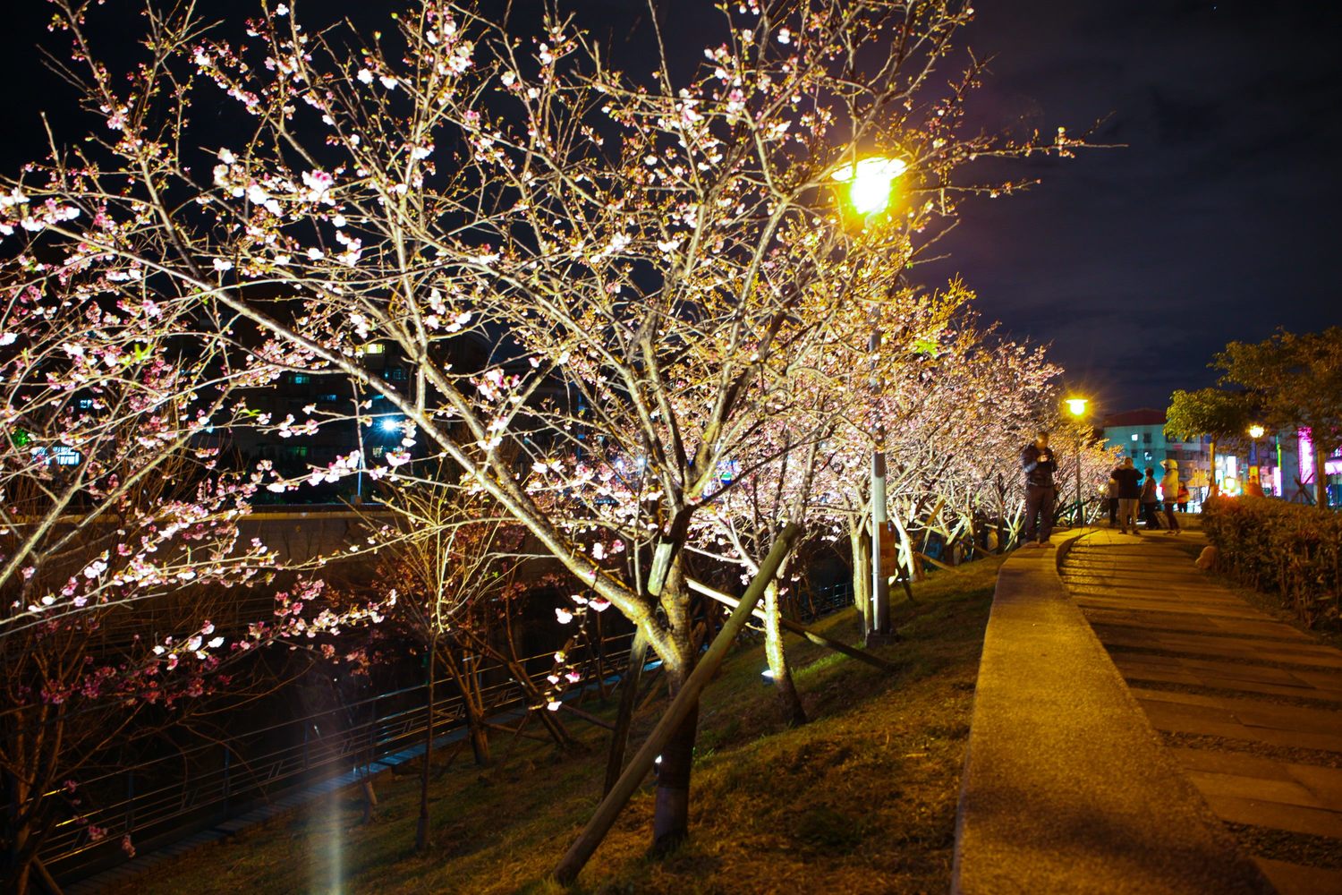 內湖樂活公園內相關的櫻花花況,都將在內湖樂活夜櫻季FB粉絲專頁及台北新花漾網頁公告。 圖:台北市工務局公園路燈工程管理處/提供 內湖樂活公園內相關的櫻花花況,都將在內湖樂活夜櫻季FB粉絲專頁及台北新花漾網頁公告。 圖:台北市工務局公園路燈工程管理處/提供