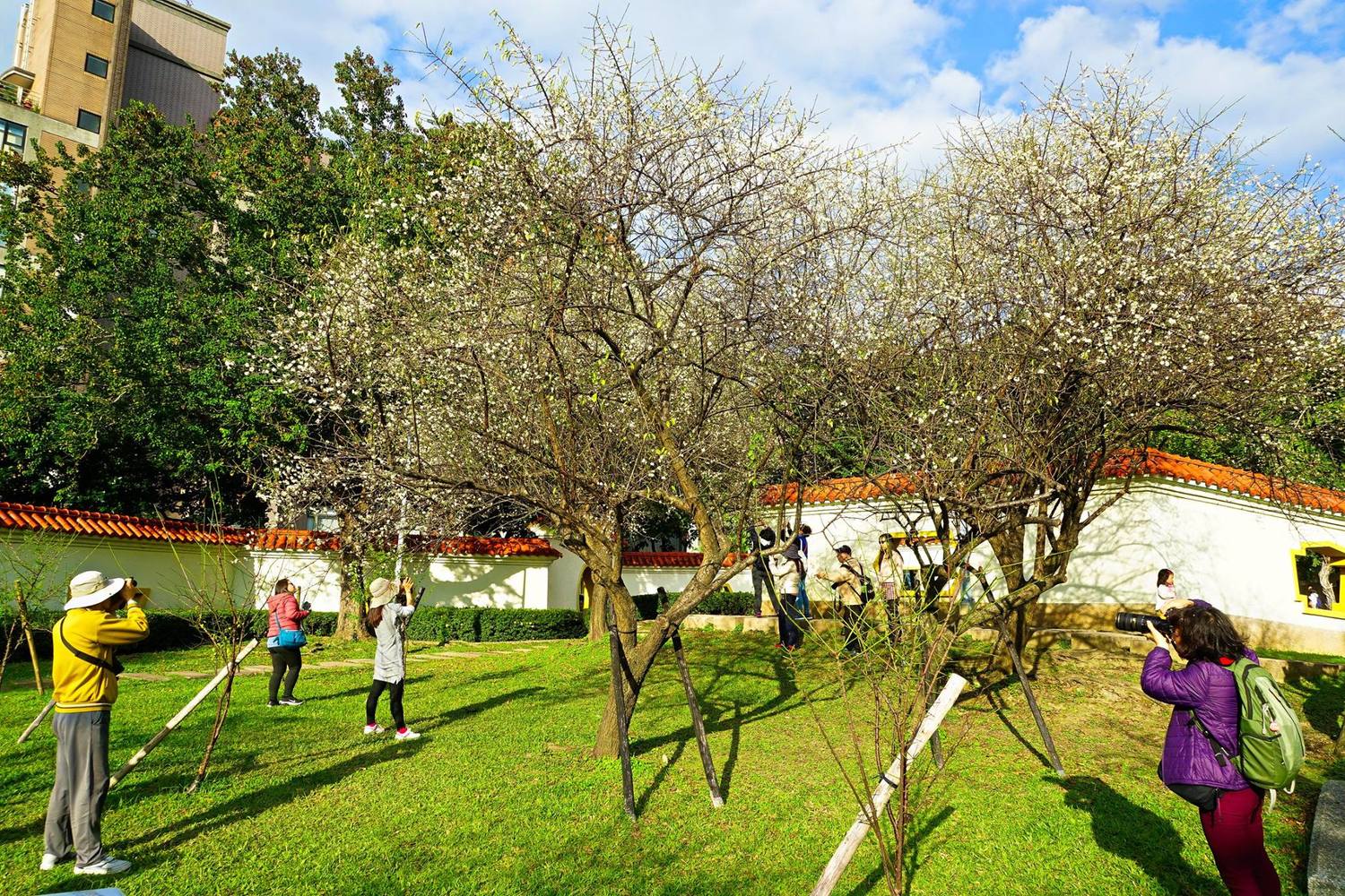 志成公園內的梅花景緻,吸引許多花迷前往拍攝。 圖:截自台北旅遊網粉絲專頁,高讚賢/攝 志成公園內的梅花景緻,吸引許多花迷前往拍攝。 圖:截自台北旅遊網粉絲專頁,高讚賢/攝