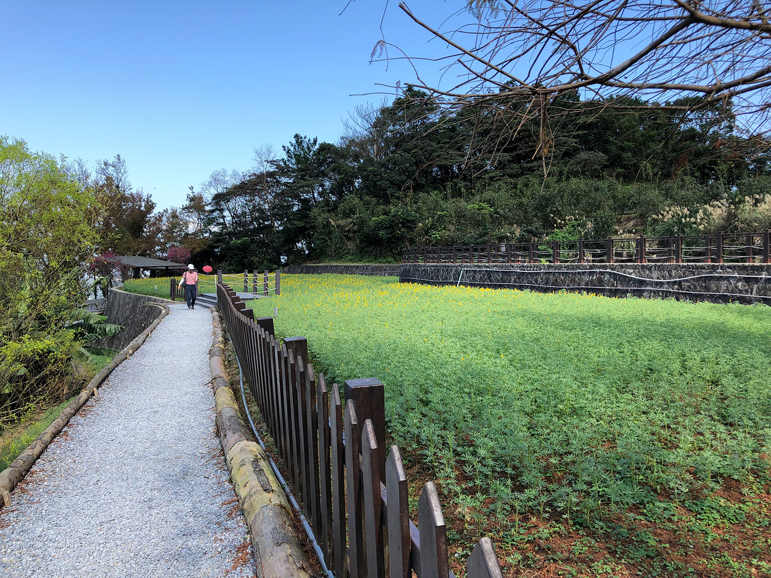 貓空樟樹步道上整片魯冰花苗滿滿綠意,預期可在農曆春節期間盛開。 圖:台北市政府工務局大地工程處/提供 貓空樟樹步道上整片魯冰花苗滿滿綠意,預期可在農曆春節期間盛開。 圖:台北市政府工務局大地工程處/提供