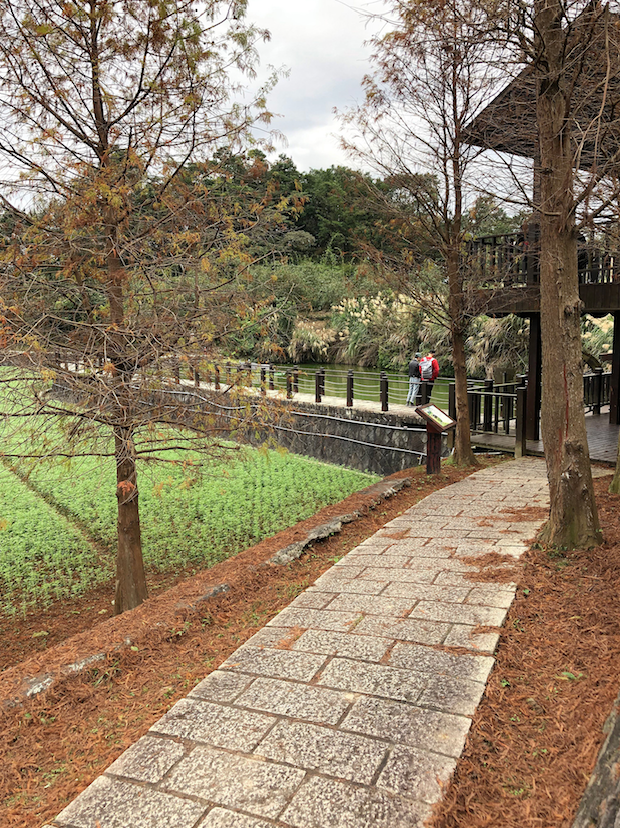 目前在樟樹步道上,還可以看見落羽松的美景哦! 圖:台北市政府工務局大地工程處/提供 目前在樟樹步道上,還可以看見落羽松的美景哦! 圖:台北市政府工務局大地工程處/提供