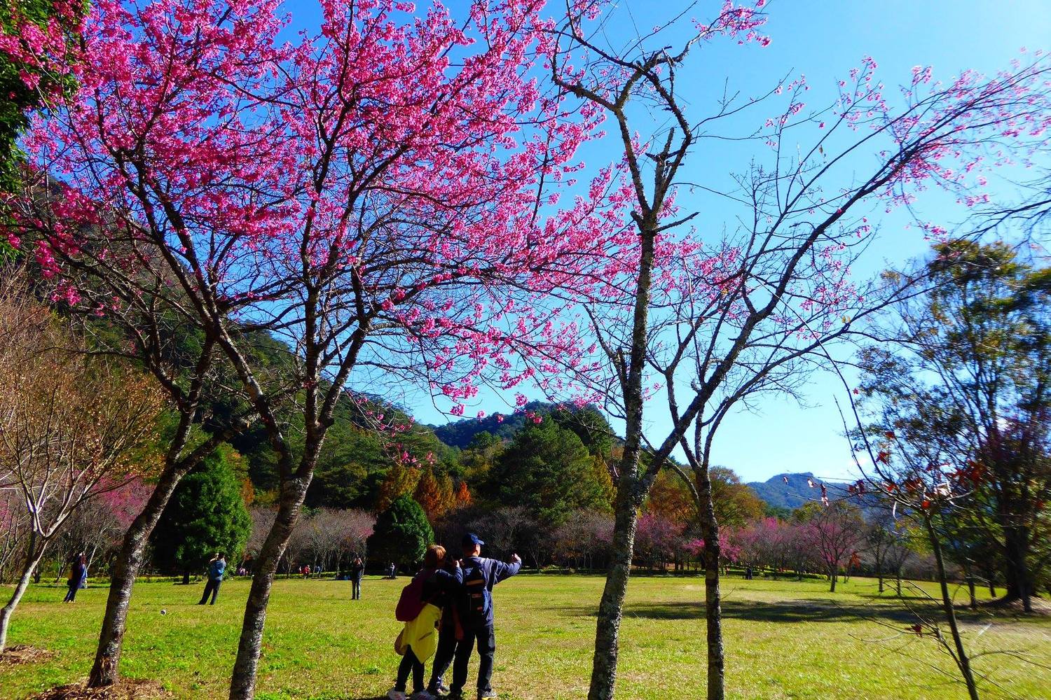 奧萬大森林遊樂園區的山櫻花已經盛開,接續綻放的八重櫻也將帶來更迷人的景色。 圖:取自奧萬大情報站臉書粉絲專頁 奧萬大森林遊樂園區的山櫻花已經盛開,接續綻放的八重櫻也將帶來更迷人的景色。 圖:取自奧萬大情報站臉書粉絲專頁