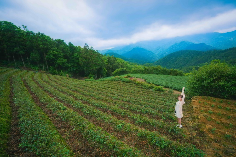 路線四:「坪林」茶香能量之旅_坪林茶園。 圖:新北市觀光旅遊局/提供 路線四:「坪林」茶香能量之旅_坪林茶園。 圖:新北市觀光旅遊局/提供