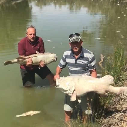 今年1月已成為澳洲史上最熱月份，讓河中超過100歲的巨型魚隻都被熱死。   圖：翻攝Tolarno Station臉書