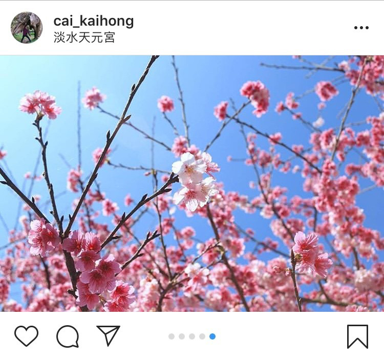 「無極天元宮」是近年來淡水的賞櫻勝地。 圖:翻攝自instagram cai_kaihong/開放權限 「無極天元宮」是近年來淡水的賞櫻勝地。 圖:翻攝自instagram cai_kaihong/開放權限