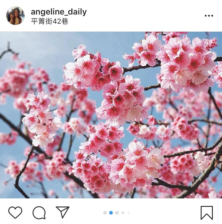 「平菁街42巷」是近幾年火紅的賞櫻地點。 圖:翻攝自instagram angeline_daily/開放權限 「平菁街42巷」是近幾年火紅的賞櫻地點。 圖:翻攝自instagram angeline_daily/開放權限