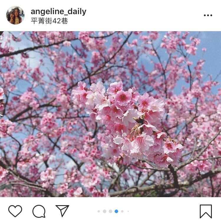 「平菁街42巷」的櫻花美景,吸引許多攝影迷前往拍攝。 圖:翻攝自instagram angeline_daily/開放權限 「平菁街42巷」的櫻花美景,吸引許多攝影迷前往拍攝。 圖:翻攝自instagram angeline_daily/開放權限