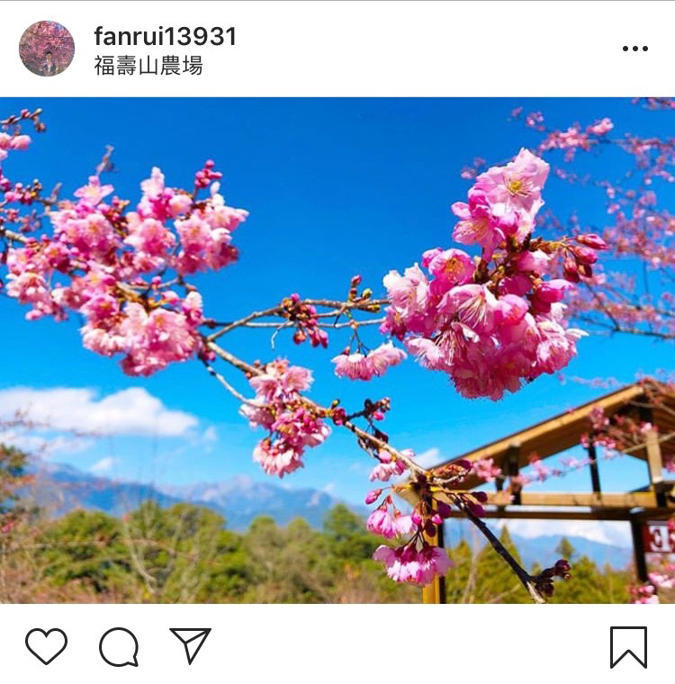 「福壽山農場」內的櫻花林真的超迷人。 圖:翻攝自instagram fanrui13931/開放權限 「福壽山農場」內的櫻花林真的超迷人。 圖:翻攝自instagram fanrui13931/開放權限