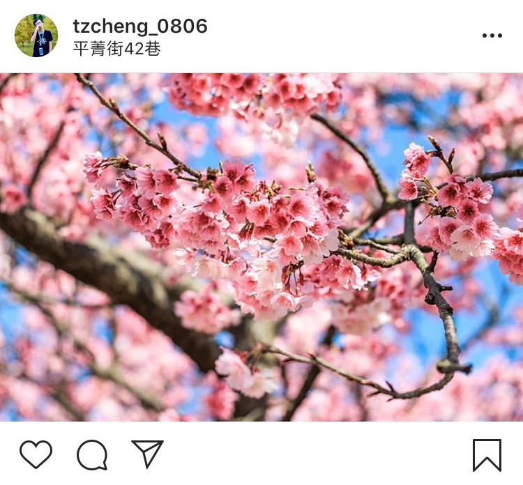 「平菁街42巷」的櫻花,皆是在地居民親手栽種的哦! 圖:翻攝自instagram tzcheng_0806/開放權限 「平菁街42巷」的櫻花,皆是在地居民親手栽種的哦! 圖:翻攝自instagram tzcheng_0806/開放權限