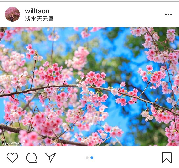 「無極天元宮」的櫻花美景,吸引許多花迷前往拍攝。 圖:翻攝自instagram willtsou/開放權限 「無極天元宮」的櫻花美景,吸引許多花迷前往拍攝。 圖:翻攝自instagram willtsou/開放權限