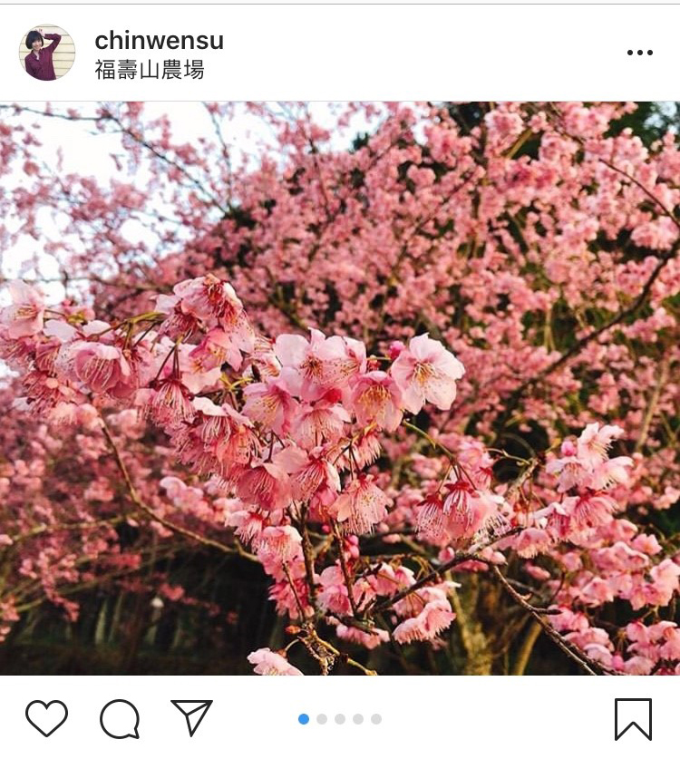 目前「福壽山農場」千櫻園內的富士櫻與昭和櫻都已經盛開囉! 圖:翻攝自instagram chinwensu/開放權限 目前「福壽山農場」千櫻園內的富士櫻與昭和櫻都已經盛開囉! 圖:翻攝自instagram chinwensu/開放權限