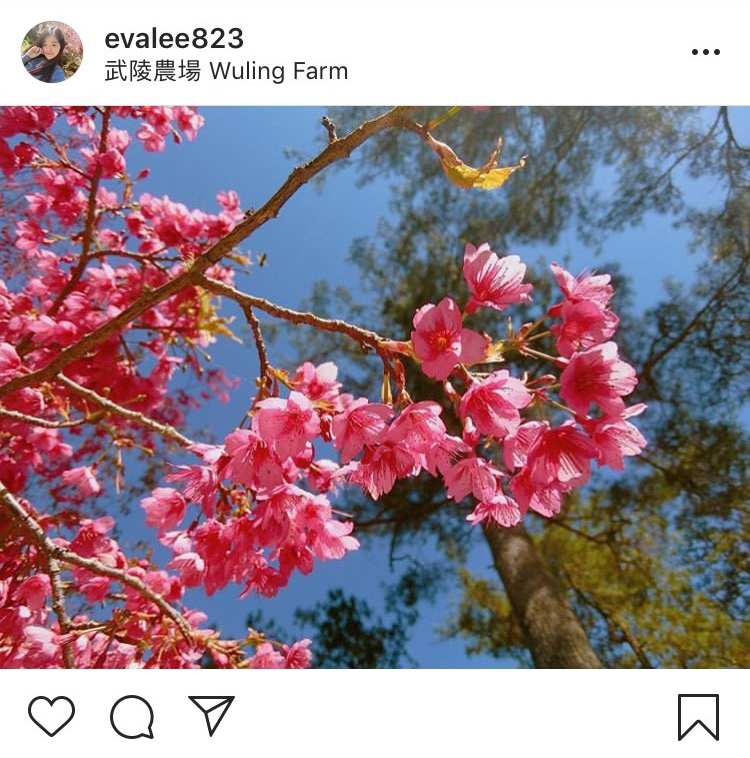 「武陵農場」的櫻花通常會在2月初開始慢慢開花。 圖:翻攝自instagram evalee823/開放權限 「武陵農場」的櫻花通常會在2月初開始慢慢開花。 圖:翻攝自instagram evalee823/開放權限