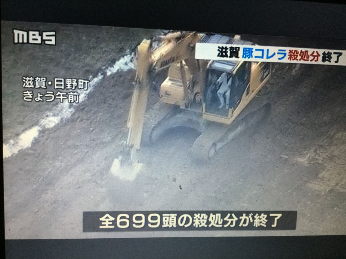 日本這次豬瘟是有疫苗能控制,但是依照日本法律規定,一個養豬場只要有一隻感染,就要全數撲殺。 圖:劉黎兒翻拍自2月7日每日放送 日本這次豬瘟是有疫苗能控制,但是依照日本法律規定,一個養豬場只要有一隻感染,就要全數撲殺。 圖:劉黎兒翻拍自2月7日每日放送