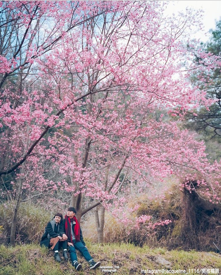 「武陵農場」的櫻花景緻,吸引許多民眾前往賞櫻。 圖:翻攝自instagram jacqueline_1116/開放權限 「武陵農場」的櫻花景緻,吸引許多民眾前往賞櫻。 圖:翻攝自instagram jacqueline_1116/開放權限