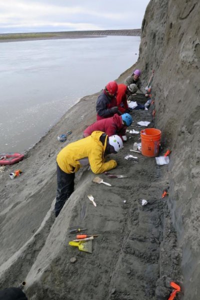 研究團隊在阿拉斯加科爾維爾河陡峭的河岸,挖掘出1隻6900萬年前的小型動物化石。 圖:翻攝自費爾班科斯大學/Patrick Druckenmiller 研究團隊在阿拉斯加科爾維爾河陡峭的河岸,挖掘出1隻6900萬年前的小型動物化石。 圖:翻攝自費爾班科斯大學/Patrick Druckenmiller