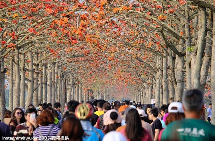 「台南白河林初埤木棉花道」每到花季,總是擠滿人潮。 圖:翻攝自instagram wuken2003/開放權限 「台南白河林初埤木棉花道」每到花季,總是擠滿人潮。 圖:翻攝自instagram wuken2003/開放權限