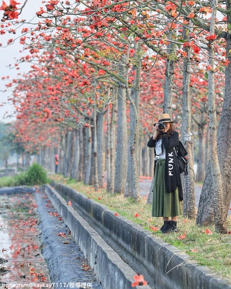 「台南白河林初埤木棉花道」的木棉花景色,吸引許多攝影好手前往拍美照。 圖:翻攝自instagram kaykay7117/開放權限 「台南白河林初埤木棉花道」的木棉花景色,吸引許多攝影好手前往拍美照。 圖:翻攝自instagram kaykay7117/開放權限