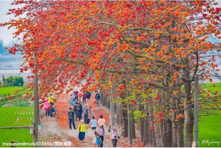 「彰化竹塘木棉花道」是在地人的私房景點。 圖:翻攝自instagram molly888666/開放權限 「彰化竹塘木棉花道」是在地人的私房景點。 圖:翻攝自instagram molly888666/開放權限