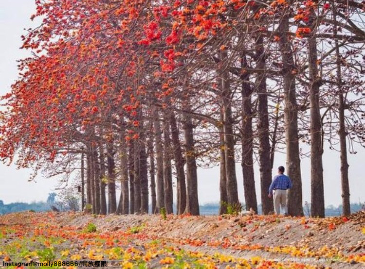 「彰化竹塘木棉花道」漫天橘紅的木棉花景,真的超浪漫。 圖:翻攝自instagram molly888666/開放權限 「彰化竹塘木棉花道」漫天橘紅的木棉花景,真的超浪漫。 圖:翻攝自instagram molly888666/開放權限