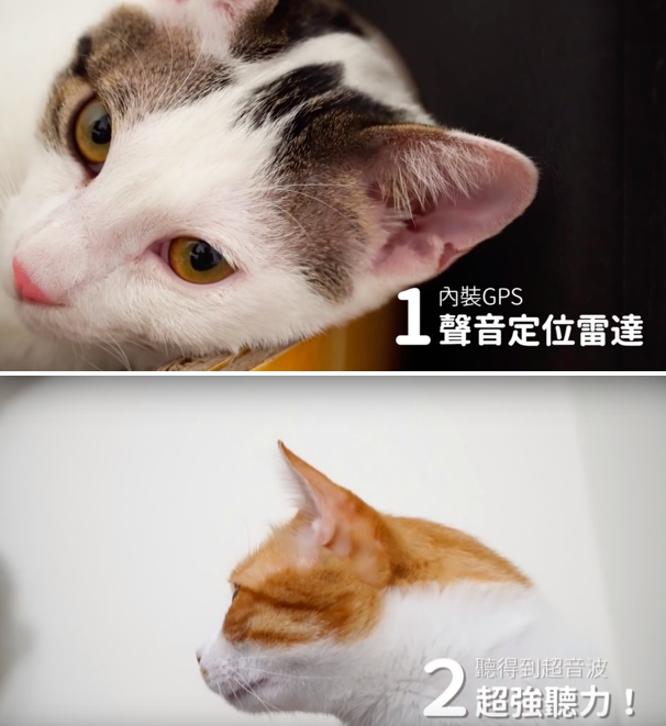 請「好味貓知識」是好味小姐 2018 年新展開的影片企劃,他們在影片中分享大大小小的養貓知識,破除迷思,也讓更多人知道如何與貓一同生活。照片來自於好味貓知識,討論貓耳朵的功能。圖:好味小姊/提供 請「好味貓知識」是好味小姐 2018 年新展開的影片企劃,他們在影片中分享大大小小的養貓知識,破除迷思,也讓更多人知道如何與貓一同生活。照片來自於好味貓知識,討論貓耳朵的功能。圖:好味小姊/提供