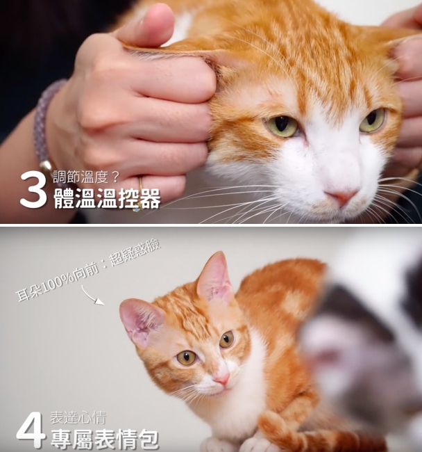 請「好味貓知識」是好味小姐 2018 年新展開的影片企劃,他們在影片中分享大大小小的養貓知識,破除迷思,也讓更多人知道如何與貓一同生活。照片來自於好味貓知識,討論貓耳朵的功能。圖:好味小姊/提供 請「好味貓知識」是好味小姐 2018 年新展開的影片企劃,他們在影片中分享大大小小的養貓知識,破除迷思,也讓更多人知道如何與貓一同生活。照片來自於好味貓知識,討論貓耳朵的功能。圖:好味小姊/提供