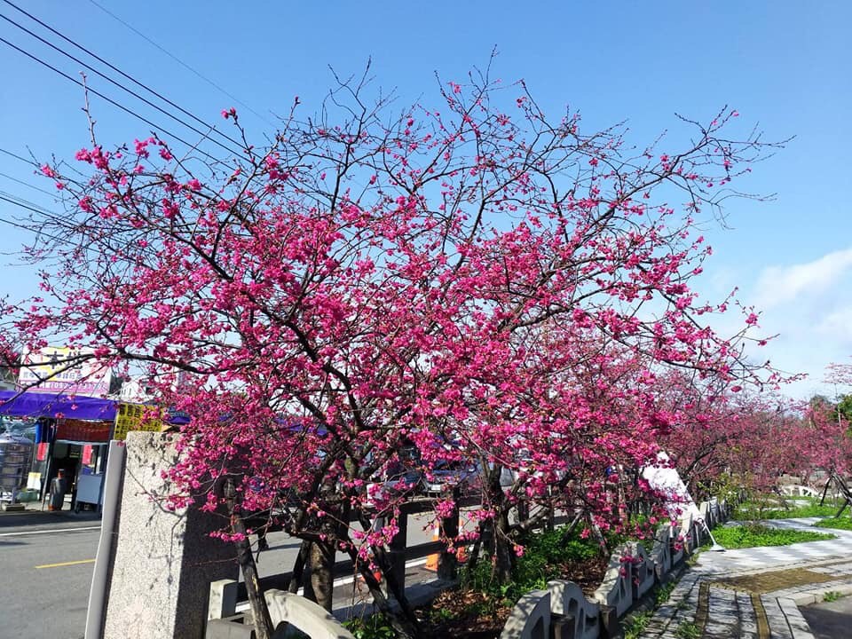 后里泰安派出所旁安眉路沿線 200 公尺內種植了近百株桃紅喜氣的八重櫻,廣受民眾歡迎,年年都有數十萬遊客湧入。 圖:台中市政府觀光旅遊局/提供 后里泰安派出所旁安眉路沿線 200 公尺內種植了近百株桃紅喜氣的八重櫻,廣受民眾歡迎,年年都有數十萬遊客湧入。 圖:台中市政府觀光旅遊局/提供