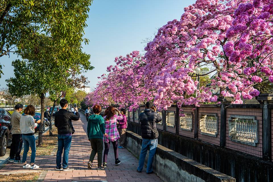 嘉義市特殊學校旁洋紅風鈴木今年大噴發,吸引全台許多網友前來賞花拍照。 圖:攝影師洪年宏/提供 嘉義市特殊學校旁洋紅風鈴木今年大噴發,吸引全台許多網友前來賞花拍照。 圖:攝影師洪年宏/提供