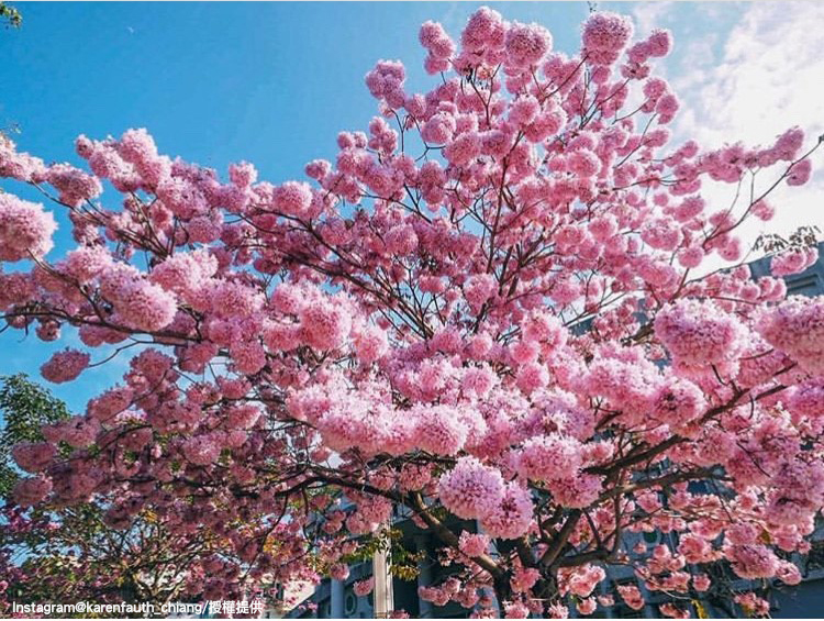 「南投縣草屯鎮立體育館」的洋紅風鈴木景色相當迷人! 圖:翻攝自instagram karenfaith_chiang /開放權限 「南投縣草屯鎮立體育館」的洋紅風鈴木景色相當迷人! 圖:翻攝自instagram karenfaith_chiang /開放權限