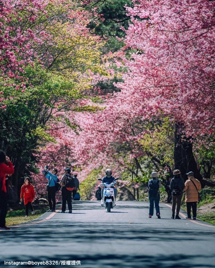 「武陵農場」的紅粉櫻花已經盛開囉! 圖:翻攝自instagram boyeb8326 /開放權限 「武陵農場」的紅粉櫻花已經盛開囉! 圖:翻攝自instagram boyeb8326 /開放權限