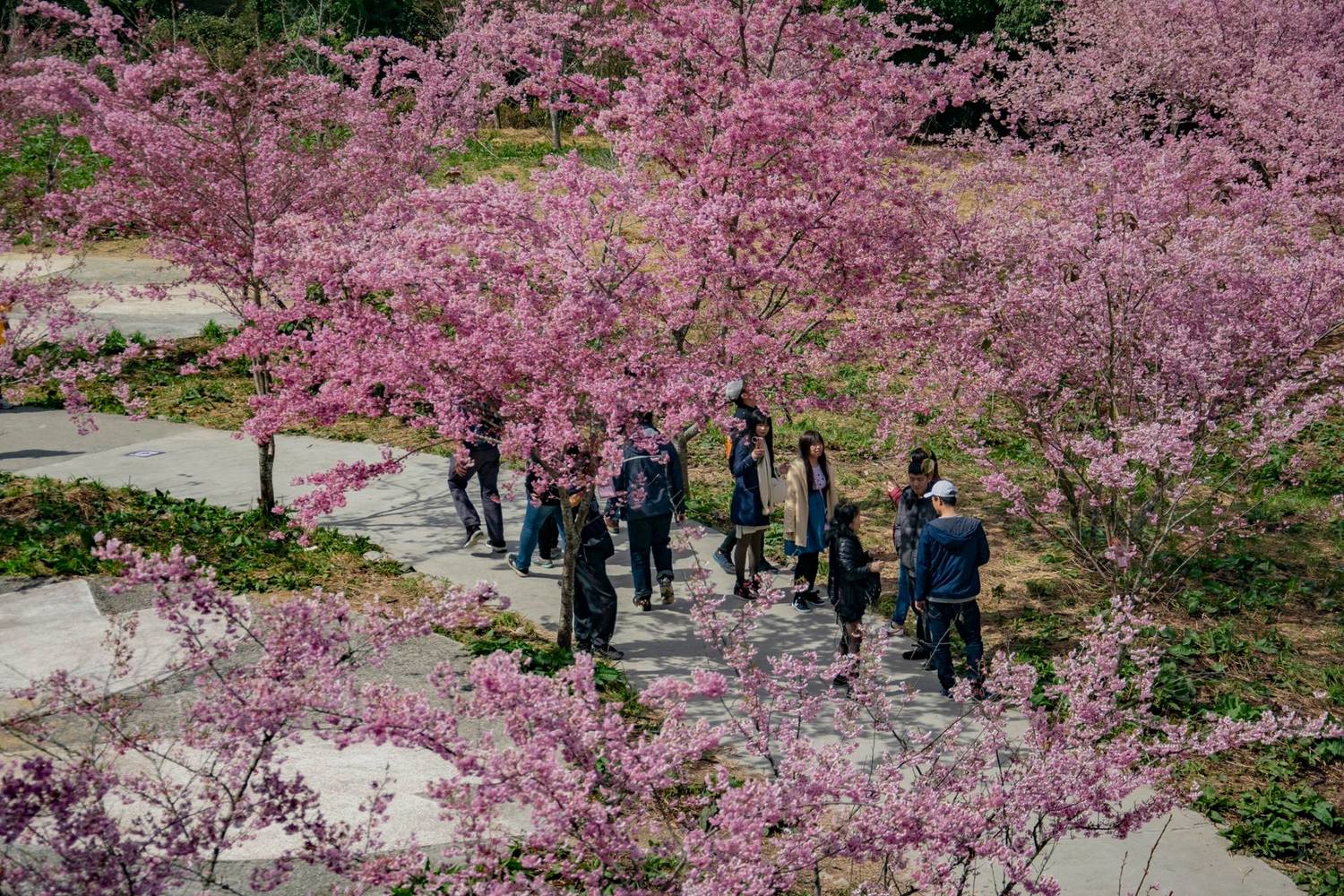 福壽山農場千櫻園開放時間為上午七點至下午五點哦! 圖:取自福壽山農場粉絲團臉書粉絲專頁 福壽山農場千櫻園開放時間為上午七點至下午五點哦! 圖:取自福壽山農場粉絲團臉書粉絲專頁