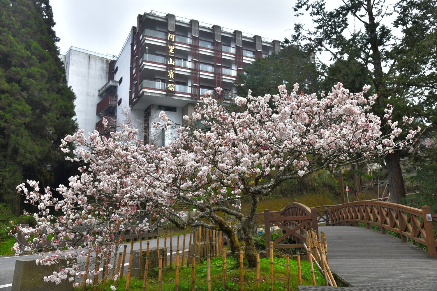 阿里山上櫻花即將達到滿開。 圖:林務局阿里山林業鐵路及文化資產管理處/提供 阿里山上櫻花即將達到滿開。 圖:林務局阿里山林業鐵路及文化資產管理處/提供