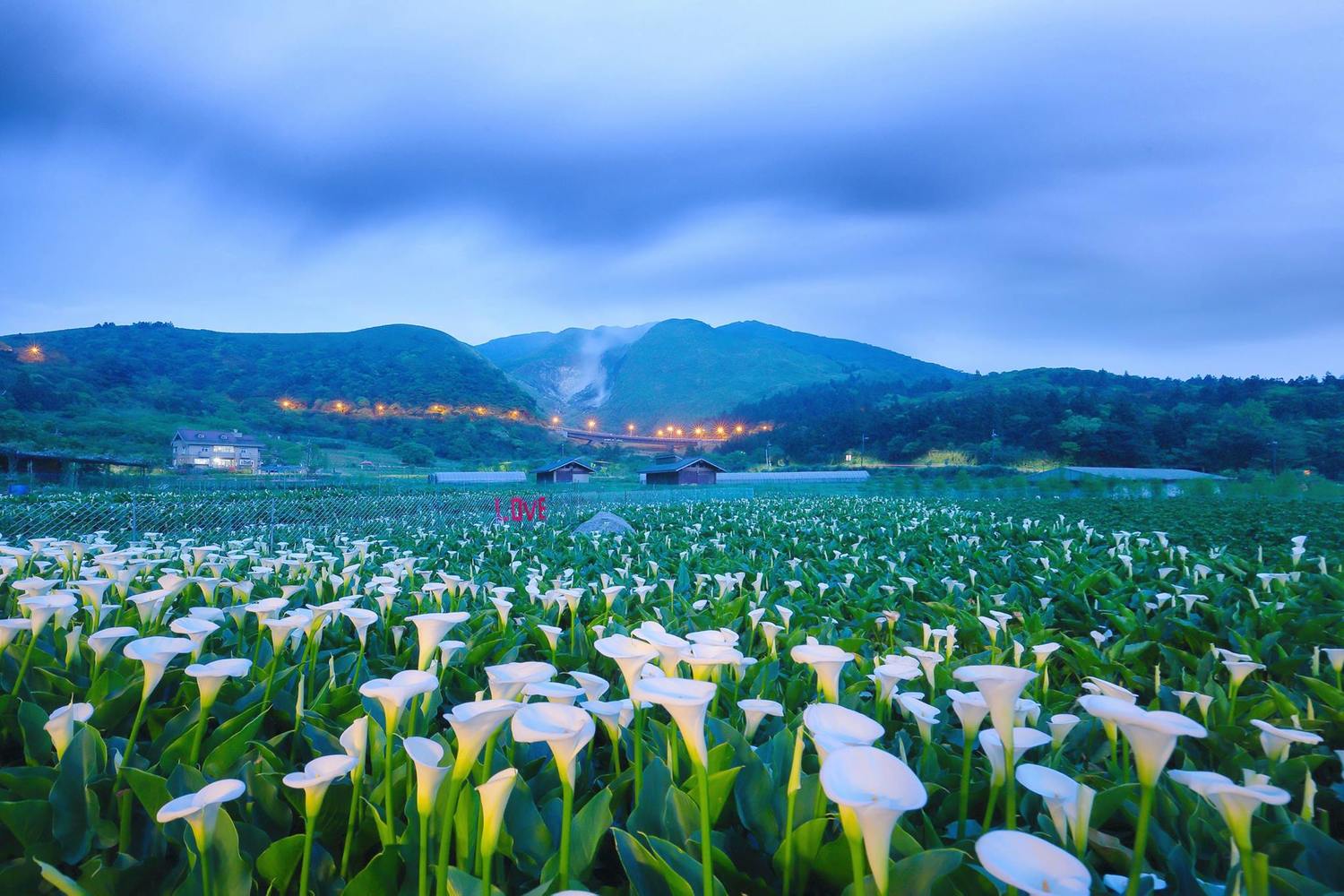 「2019竹子湖海芋季」將於3月29日至4月28日登場! 圖:取自2019竹子湖海芋季數數海芋網站 「2019竹子湖海芋季」將於3月29日至4月28日登場! 圖:取自2019竹子湖海芋季數數海芋網站